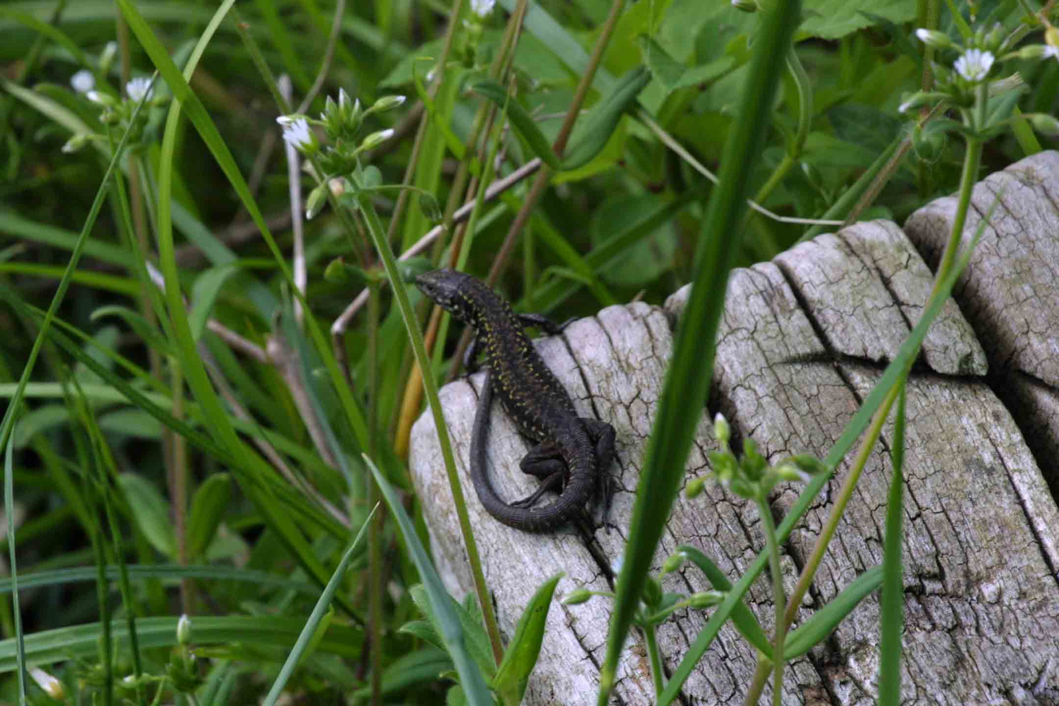 Podarcis muralis nigriventris